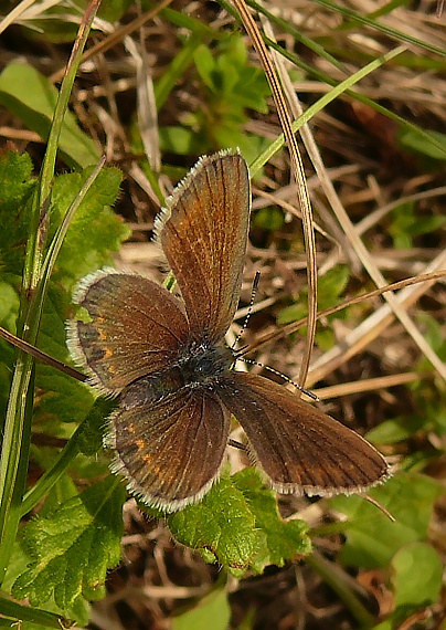 modráčik čiernoobrúbený Plebejus argus