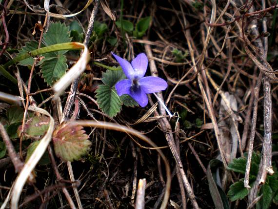 fialka voňavá Viola odorata L.