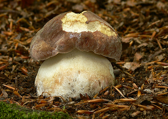 hríb sosnový Boletus pinophilus Pil. et Dermek in Pil.