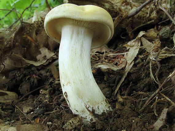 čírovnica májová Calocybe gambosa (Fr.) Donk