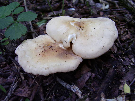 čírovnica májová Calocybe gambosa (Fr.) Donk