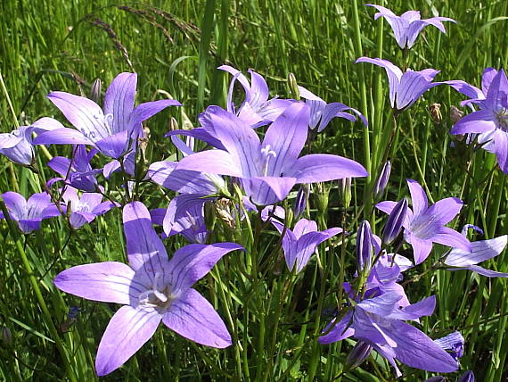 zvonček konáristý Campanula patula L.