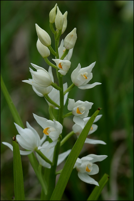 prilbovka dlholistá Cephalanthera longifolia (L.) Fritsch