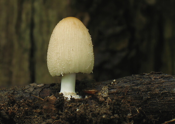 hnojník Coprinus sp.