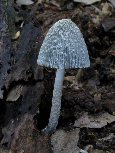 hnojník Coprinus sp.