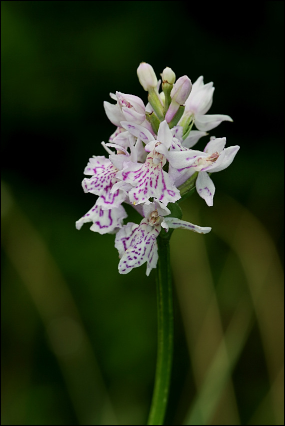 vstavačovec fuchsov soóov Dactylorhiza fuchsii subsp.sooiana