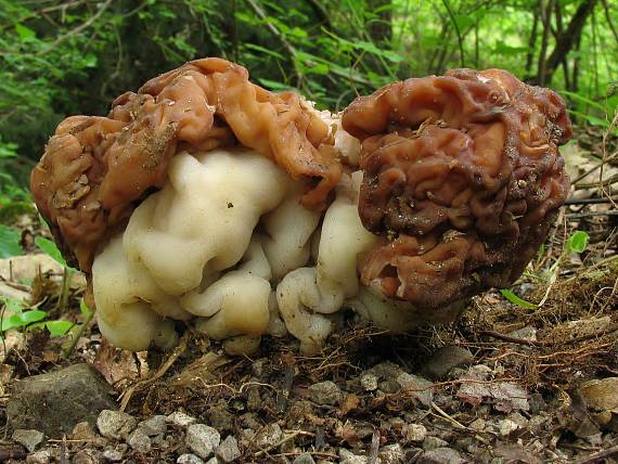 ušiak obrovský Gyromitra gigas (Krombh.) Cooke