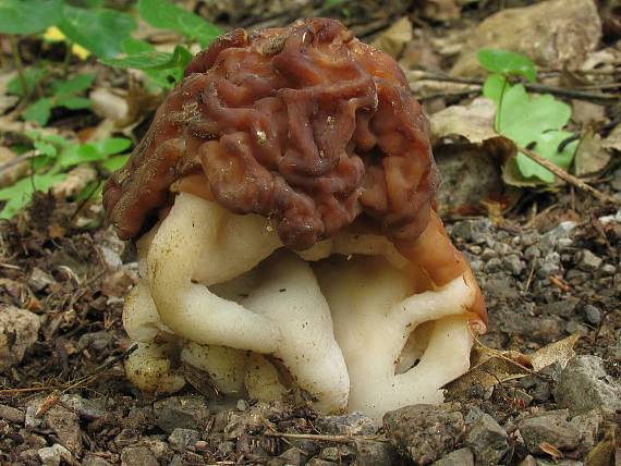 ušiak obrovský Gyromitra gigas (Krombh.) Cooke