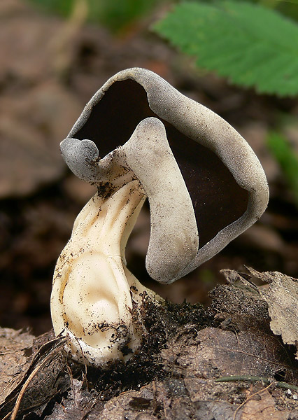 chriapač tmavý Helvella solitaria P. Karst.