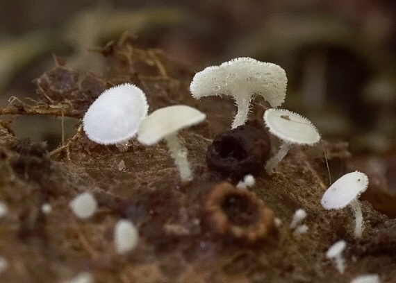 lachnetka Lachnum sp.