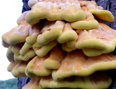 sírovec obyčajný Laetiporus sulphureus (Bull.) Murrill