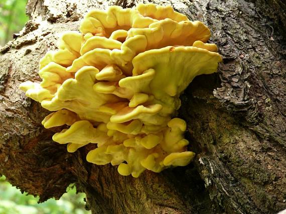 sírovec žlutooranžový - Sírovec obyčajný Laetiporus sulphureus (Bull.) Murrill