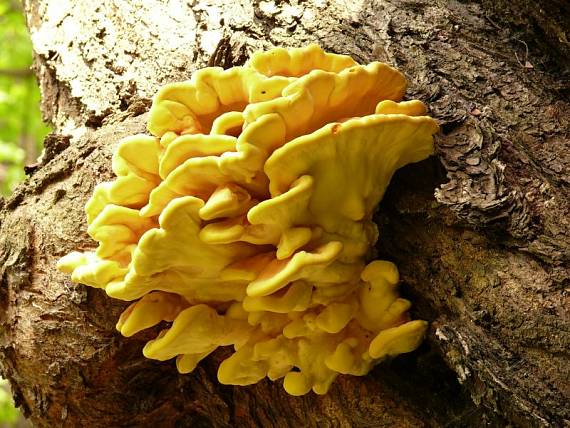 sírovec žlutooranžový - Sírovec obyčajný Laetiporus sulphureus (Bull.) Murrill