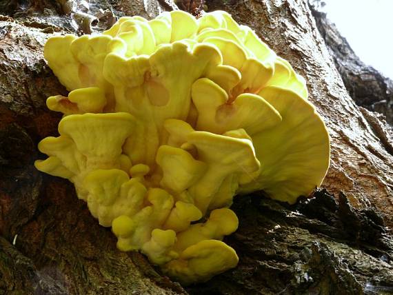 sírovec žlutooranžový - Sírovec obyčajný Laetiporus sulphureus (Bull.) Murrill