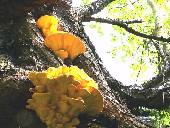 sírovec žlutooranžový - Sírovec obyčajný Laetiporus sulphureus (Bull.) Murrill