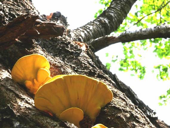 sírovec žlutooranžový - Sírovec obyčajný Laetiporus sulphureus (Bull.) Murrill