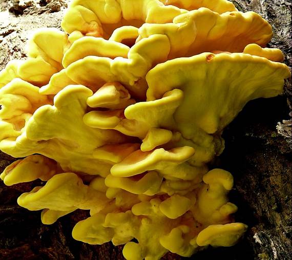 sírovec žlutooranžový - Sírovec obyčajný Laetiporus sulphureus (Bull.) Murrill