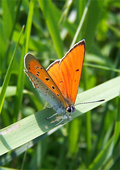 ohniváčik veľký Lycaena disper