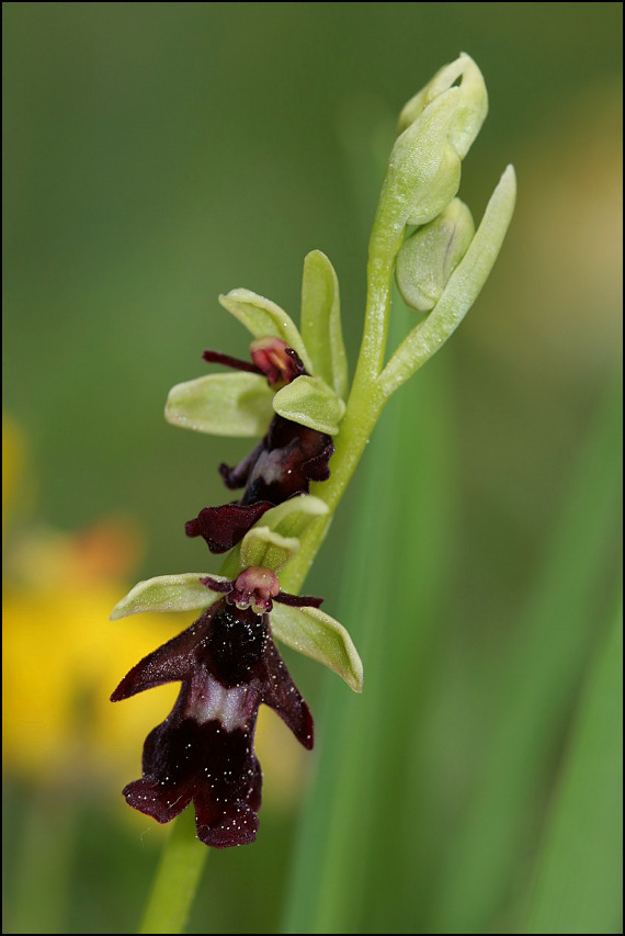 hmyzovník muchovitý Ophrys insectifera L.