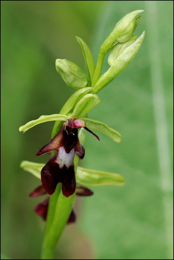 hmyzovník muchovitý Ophrys insectifera L.