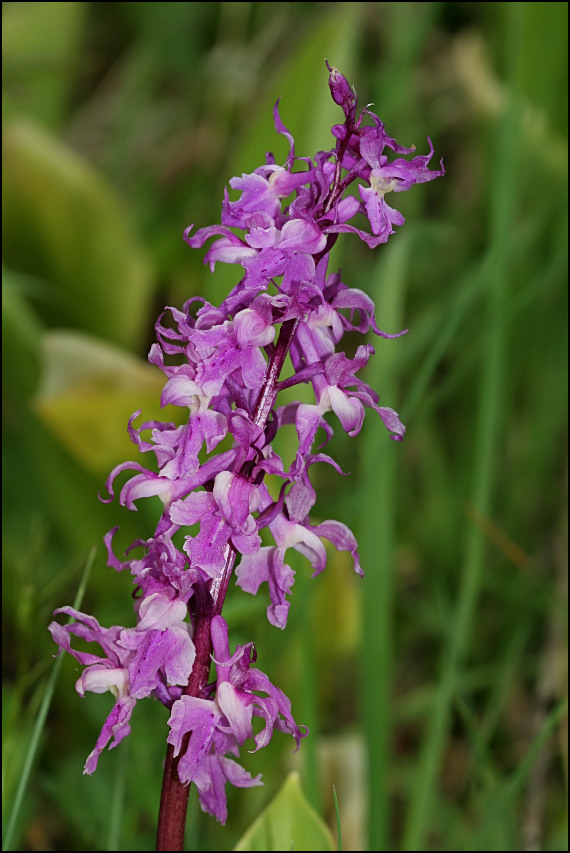 vstavač mužský poznačený Orchis mascula subsp. signifera (Vest) Soó