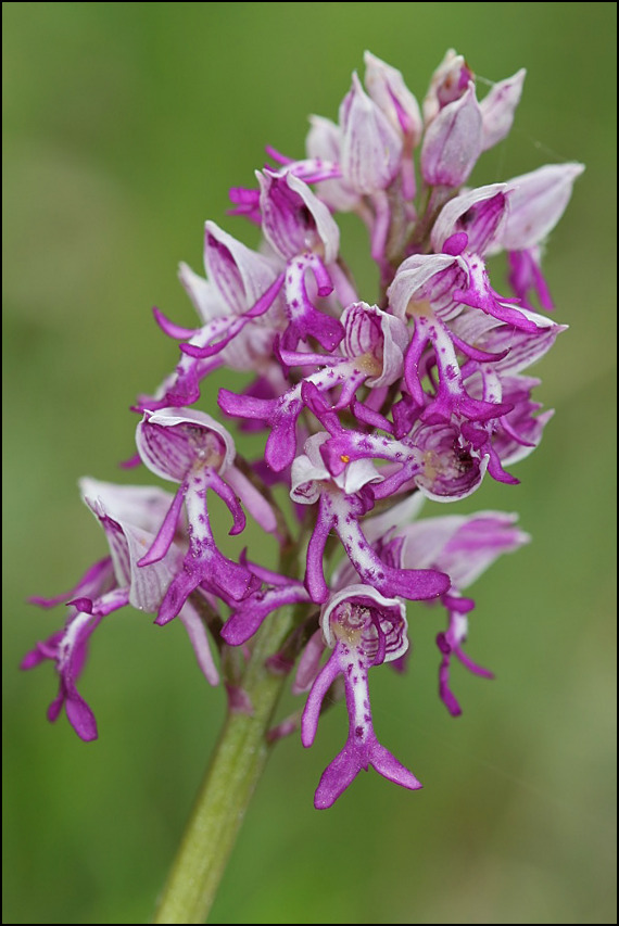 vstavač vojenský Orchis militaris L.