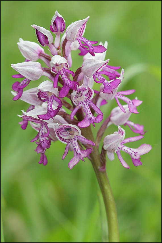 vstavač vojenský Orchis militaris L.