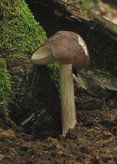 štítovka jelenia Pluteus cervinus (Schaeff.) P. Kumm.