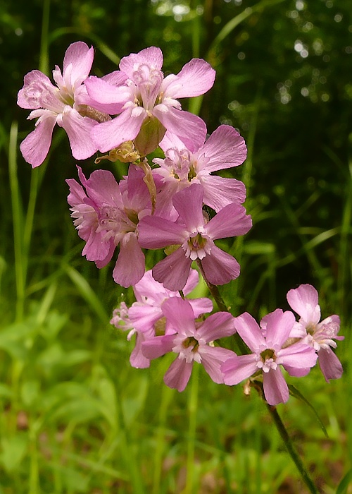 smolnička obyčajná Viscaria vulgaris