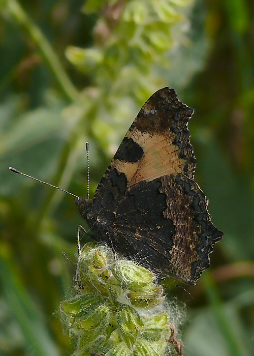 babôčka pŕhľavová Aglais urticae