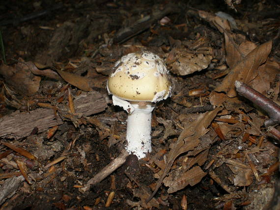 muchotrávka slamovožltá Amanita gemmata (Fr.) Bertill.