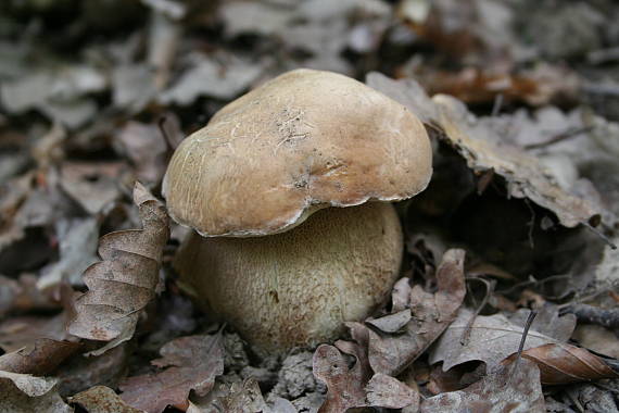 hríb dubový Boletus reticulatus Schaeff.