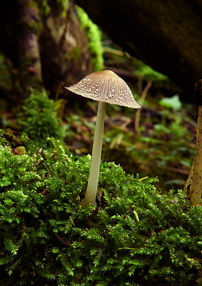 hnojník Coprinus sp.