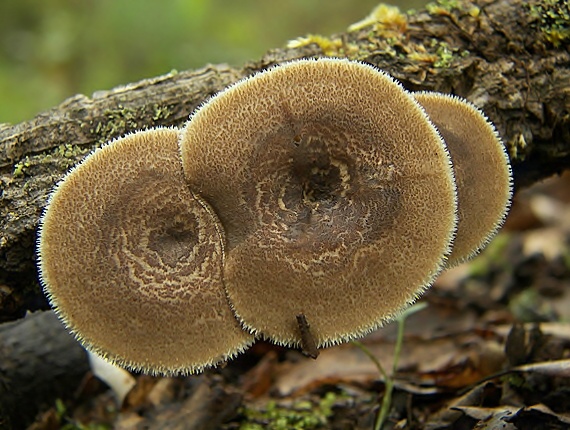 trúdnik plástovitý Lentinus arcularius (Batsch) Zmitr.