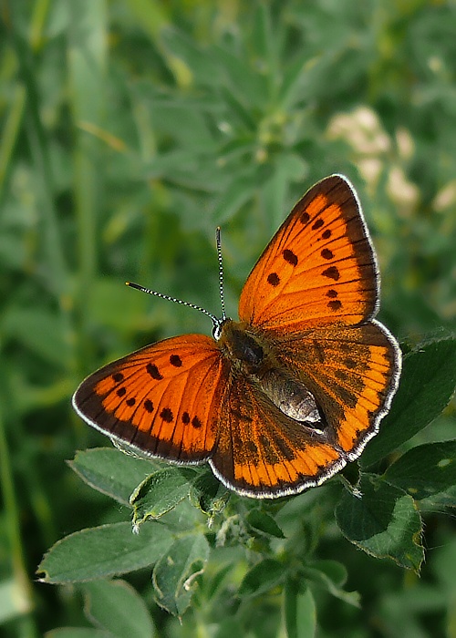 ohniváčik veľký Lycaena dispar