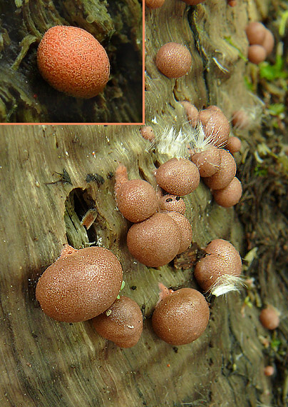 vlčinka červená Lycogala epidendrum (J.C. Buxb. ex L.) Fr.