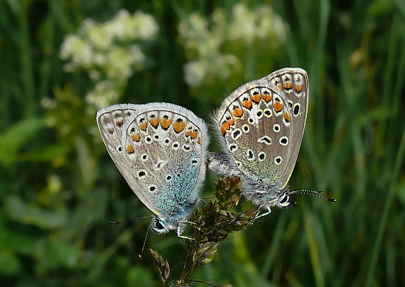 modráčik obyčajný Polyomattus icarus