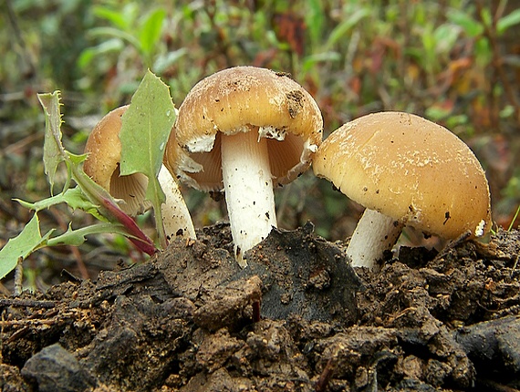 drobuľka Psathyrella sp.