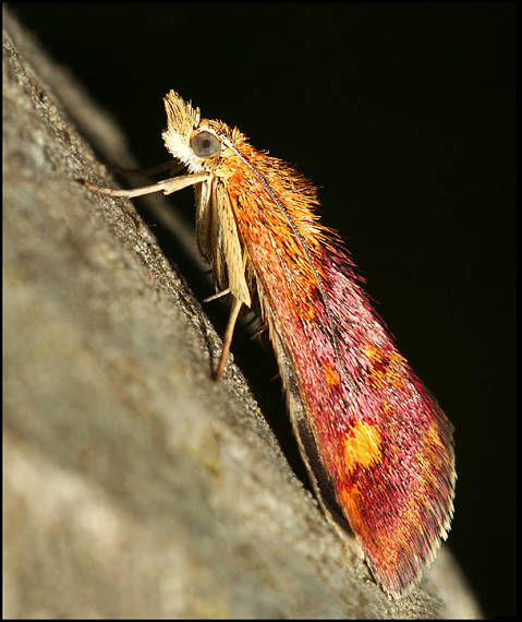 vijačka zlatoškvrnná Pyrausta aurata