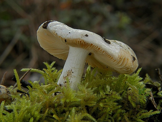 plávka Russula sp.