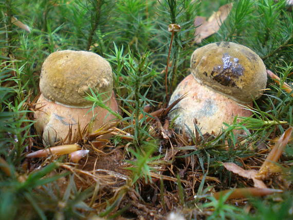 hríb zrnitohlúbikový Sutorius luridiformis (Rostk.) G. Wu & Zhu L. Yang