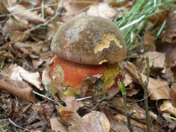 hríb zrnitohlúbikový Sutorius luridiformis (Rostk.) G. Wu & Zhu L. Yang