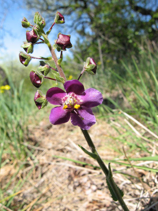 divozel tmavočervený Verbascum phoeniceum L.