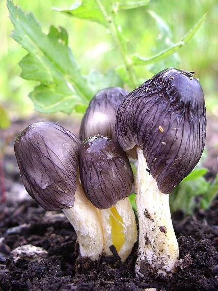 hnojovec sieťkovaný Bolbitius reticulatus (Pers.) Ricken 1915