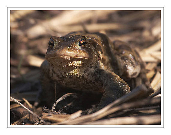 ropucha obyčajná Bufo bufo