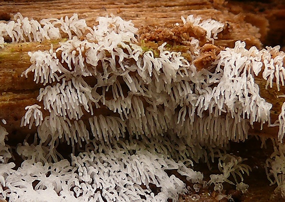 rohačka kríčkovitá Ceratiomyxa fruticulosa var. fruticulosa (O.F. Müll.) T. Macbr