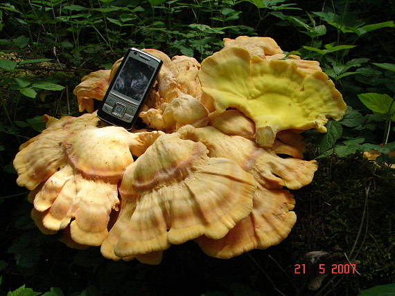 sírovec obyčajný Laetiporus sulphureus (Bull.) Murrill