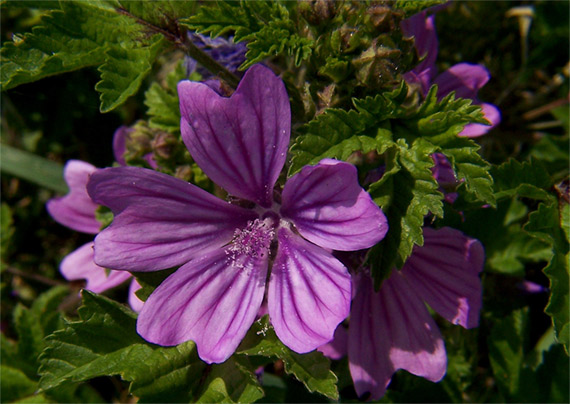 slez lesný Malva sylvestris L.