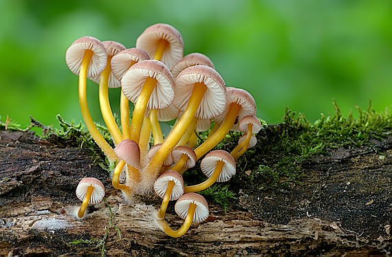 prilbička žltohlúbiková Mycena renati Quél.