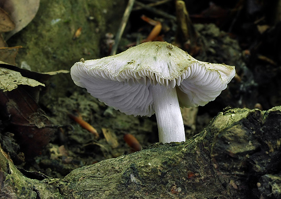 štítovka Pluteus sp.